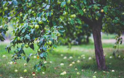 Edmonton Tree Service Specialists